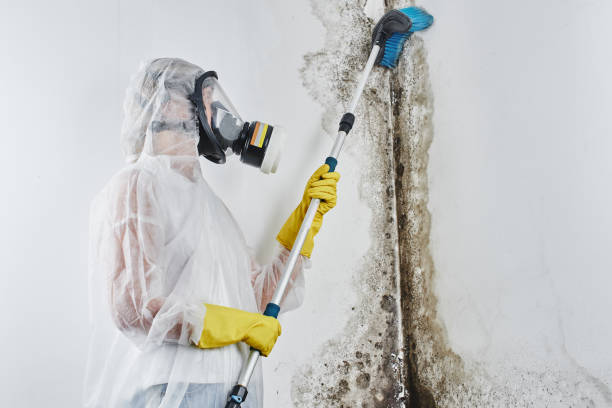 Best Mold Remediation for Schools in Winona, MS