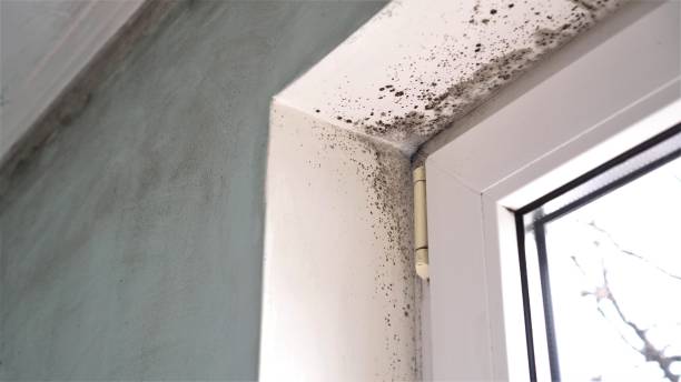 Best Mold Remediation for Specific Building Types in Winona, MS