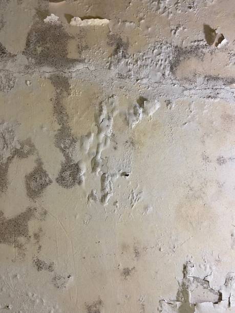 Best Commercial Mold Remediation in Winona, MS