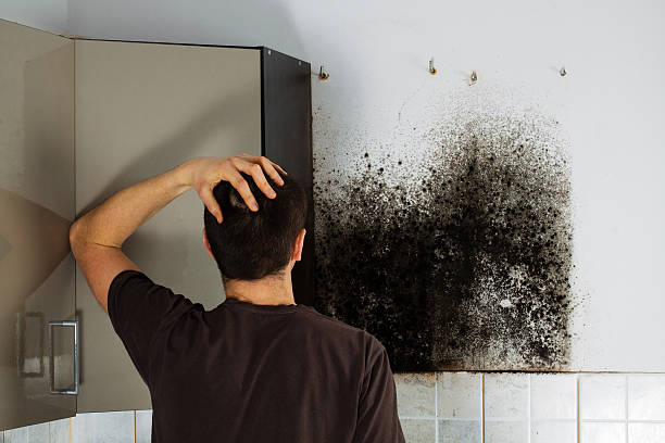 Best Preventive Mold Services in Winona, MS
