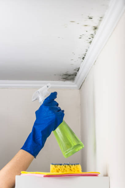 Best Industrial Mold Remediation in Winona, MS