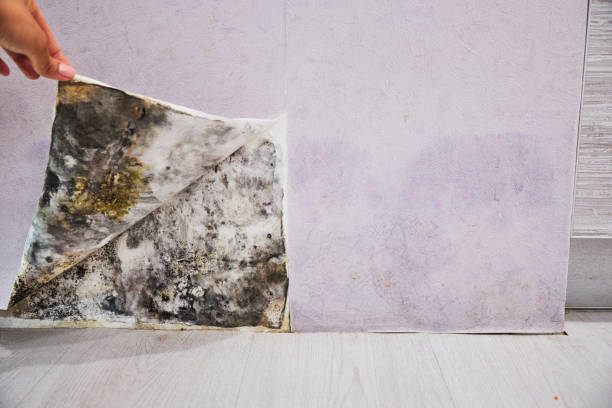Best Emergency Mold Remediation in Winona, MS